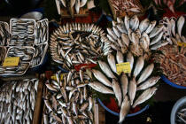 Fish market in Istanbul. © Philip Plisson / Plisson La Trinité / AA09406 - Photo Galleries - Turkey