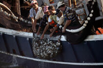 Pêche dans le Golfe de Patra. © Philip Plisson / Plisson La Trinité / AA09547 - Nos reportages photos - Pêcheur