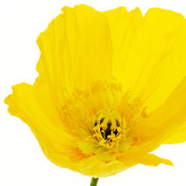 Yellow Poppy. © Guillaume Plisson / Plisson La Trinité / AA09611 - Photo Galleries - Vegetal