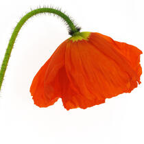 Orange Poppy. © Guillaume Plisson / Plisson La Trinité / AA09613 - Photo Galleries - Flower