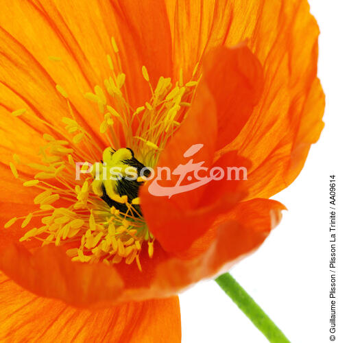 Coquelicot orange. - © Guillaume Plisson / Plisson La Trinité / AA09614 - Nos reportages photos - Végétal