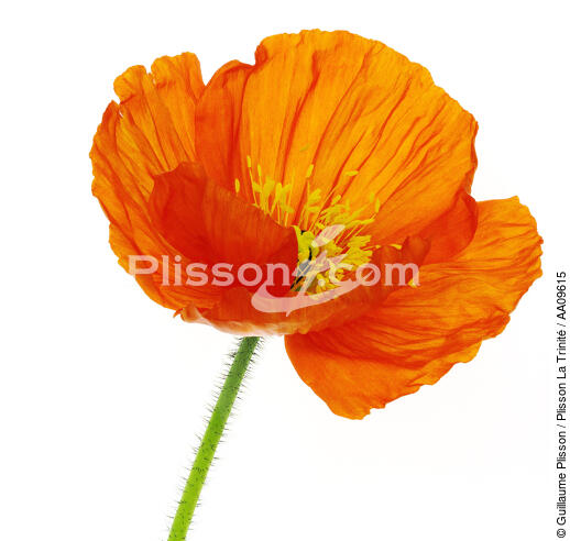 Orange Poppy. - © Guillaume Plisson / Plisson La Trinité / AA09615 - Photo Galleries - Flower