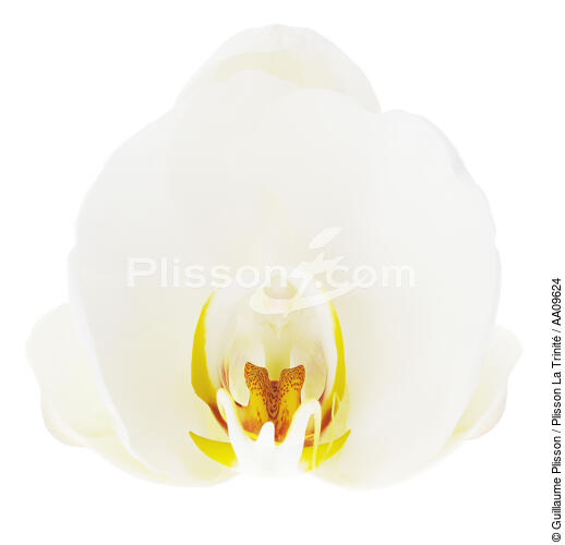 White orchis. - © Guillaume Plisson / Plisson La Trinité / AA09624 - Photo Galleries - Flower