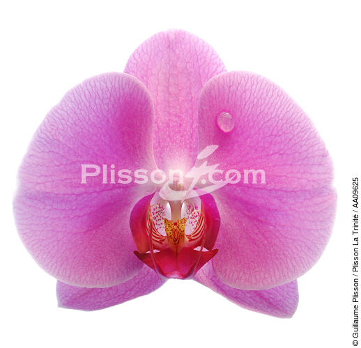 Orchidée rose. - © Guillaume Plisson / Plisson La Trinité / AA09625 - Nos reportages photos - Format carré