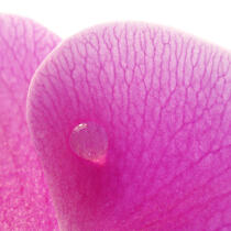 Rose orchis. © Guillaume Plisson / Plisson La Trinité / AA09627 - Photo Galleries - Flower