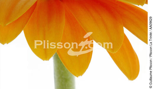 Orange gerbera. - © Guillaume Plisson / Plisson La Trinité / AA09629 - Photo Galleries - Gerbera