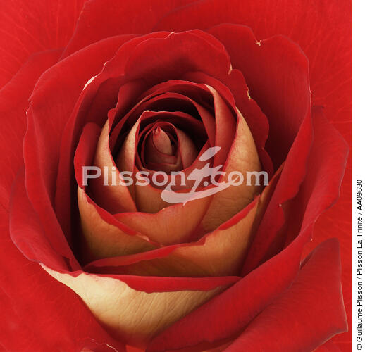Rose rouge. - © Guillaume Plisson / Plisson La Trinité / AA09630 - Nos reportages photos - Végétal