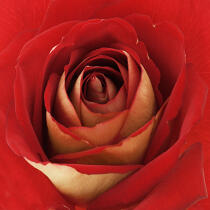 Rose rouge. © Guillaume Plisson / Plisson La Trinité / AA09630 - Nos reportages photos - Format carré