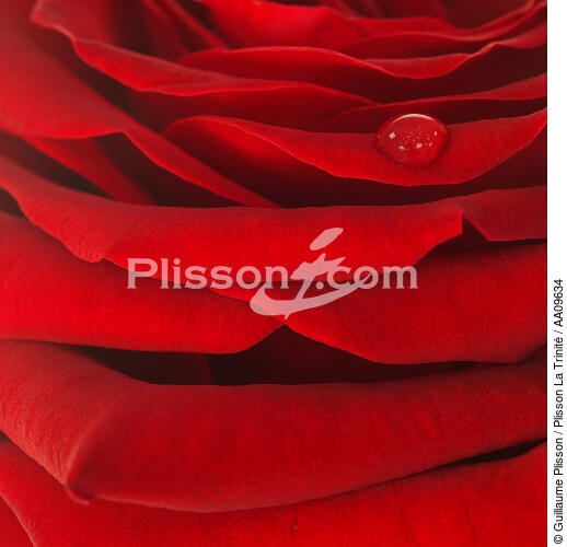Rose rouge. - © Guillaume Plisson / Plisson La Trinité / AA09634 - Nos reportages photos - Fleur