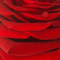 Rose rouge. © Guillaume Plisson / Plisson La Trinité / AA09634 - Nos reportages photos - Rose