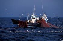 Pêche à la Sardine. © Philip Plisson / Plisson La Trinité / AA09670 - Photo Galleries - Sardine Fishing