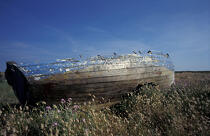 Boat in a field. © Philip Plisson / Plisson La Trinité / AA09672 - Photo Galleries - Hoëdic