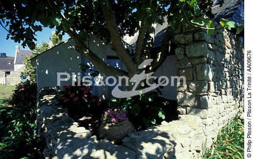 A l'ombre sur Hoëdic. - © Philip Plisson / Plisson La Trinité / AA09676 - Nos reportages photos - Fleur