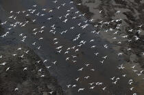 Vol d'oiseaux au-dessus de l'Odet. © Philip Plisson / Plisson La Trinité / AA09760 - Nos reportages photos - Odet [L']
