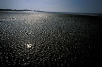 Reflet sur le sable à marée basse. © Philip Plisson / Plisson La Trinité / AA09933 - Nos reportages photos - Marée basse