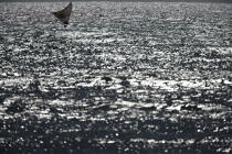 Jangada en mer. © Philip Plisson / Plisson La Trinité / AA09943 - Nos reportages photos - Brésil