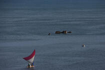 Jangada en mer. © Philip Plisson / Plisson La Trinité / AA09962 - Nos reportages photos - Brésil