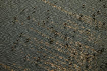 Envol de bernaches. © Philip Plisson / Plisson La Trinité / AA10087 - Nos reportages photos - Oiseau de marais