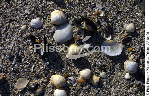 Coquillages. - © Philip Plisson / Plisson La Trinité / AA10109 - Nos reportages photos - Mollusque