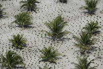 Plantation de palmier au Brésil. © Philip Plisson / Plisson La Trinité / AA10122 - Nos reportages photos - Brésil