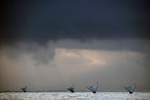 Jangadas en mer. © Philip Plisson / Plisson La Trinité / AA10160 - Nos reportages photos - Ciel