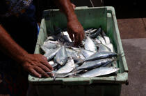 Fish case in the port of Camocin. © Philip Plisson / Plisson La Trinité / AA10250 - Photo Galleries - Fish crate