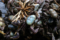 Crab case in the port of Camocin. © Philip Plisson / Plisson La Trinité / AA10252 - Photo Galleries - Camocin