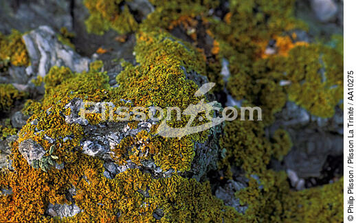 Lichens sur les rochers. - © Philip Plisson / Plisson La Trinité / AA10275 - Nos reportages photos - Plante