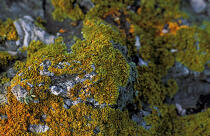 Lichens sur les rochers. © Philip Plisson / Plisson La Trinité / AA10275 - Nos reportages photos - Plante
