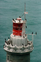Le phare des Barges. © Philip Plisson / Plisson La Trinité / AA10317 - Nos reportages photos - Oiseau marin