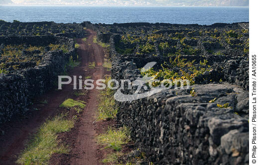 Chemin de terre sur l' île Pico aux Açores. - © Philip Plisson / Plisson La Trinité / AA10655 - Nos reportages photos - Plante