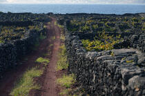 Dirt track on Pico island in the Azores. © Philip Plisson / Plisson La Trinité / AA10655 - Photo Galleries - Wall