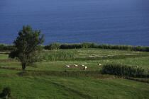 L' île Faial aux Açores. © Philip Plisson / Plisson La Trinité / AA10723 - Nos reportages photos - Ile [Por]