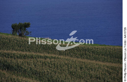 Paysage littoral de l' île Faial aux Açores. - © Philip Plisson / Plisson La Trinité / AA10726 - Nos reportages photos - Plante