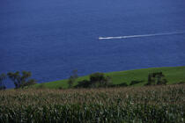 Paysage littoral de l' île Faial aux Açores. © Philip Plisson / Plisson La Trinité / AA10728 - Nos reportages photos - Plante