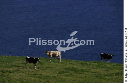 Cowes on Faial Island in the Azores. - © Philip Plisson / Plisson La Trinité / AA10730 - Photo Galleries - Grass