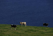 Cowes on Faial Island in the Azores. © Philip Plisson / Plisson La Trinité / AA10730 - Photo Galleries - Grass