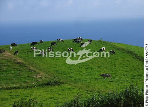 Troupeau de vaches sur Horta aux Açores. - © Philip Plisson / Plisson La Trinité / AA10748 - Nos reportages photos - Vache