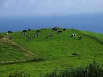 Troupeau de vaches sur Horta aux Açores. © Philip Plisson / Plisson La Trinité / AA10748 - Nos reportages photos - Portugal
