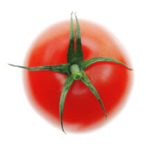 Tomato. © Guillaume Plisson / Plisson La Trinité / AA10849 - Photo Galleries - Tomato