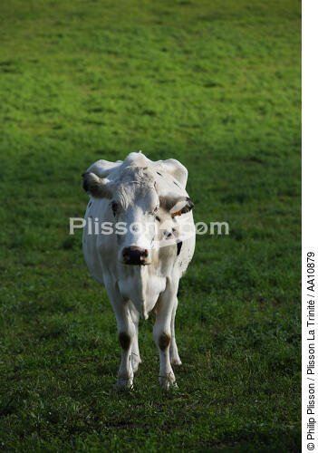 Cow. - © Philip Plisson / Plisson La Trinité / AA10879 - Photo Galleries - Faial