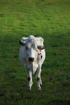 Cow. © Philip Plisson / Plisson La Trinité / AA10879 - Photo Galleries - Faial and Pico islands in the Azores