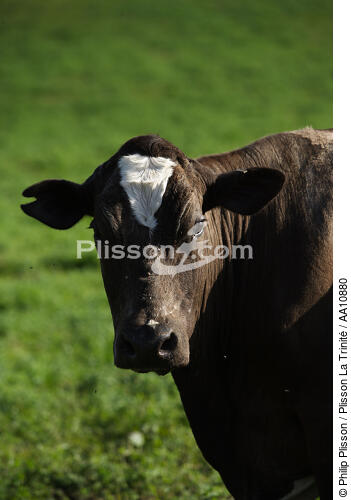 Cow. - © Philip Plisson / Plisson La Trinité / AA10880 - Photo Galleries - Faial and Pico islands in the Azores
