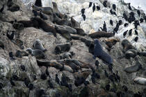 Colony of sea lions. © Philip Plisson / Plisson La Trinité / AA11304 - Photo Galleries - Sea mammal
