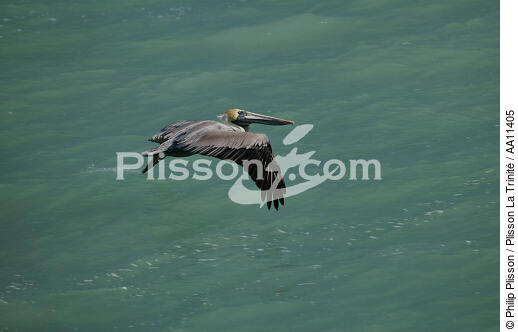 Pélican dans les Iles Keys en Floride. - © Philip Plisson / Plisson La Trinité / AA11405 - Nos reportages photos - Pélican