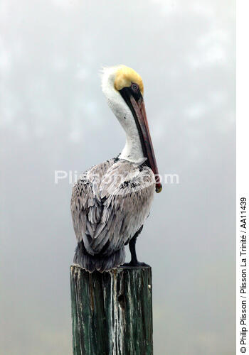Pelican. - © Philip Plisson / Plisson La Trinité / AA11439 - Photo Galleries - Town [Florida]