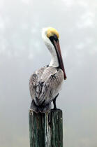 Pelican. © Philip Plisson / Plisson La Trinité / AA11439 - Photo Galleries - Florida
