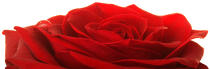 Rose rouge. © Guillaume Plisson / Plisson La Trinité / AA11768 - Nos reportages photos - Flore