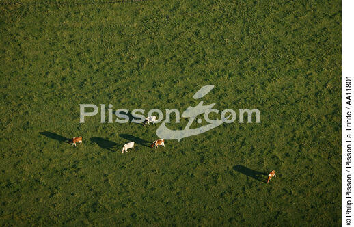 Paysage agricole du Finistère. - © Philip Plisson / Plisson La Trinité / AA11801 - Nos reportages photos - Vache