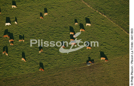 Agricultural landscape of Finistère. - © Philip Plisson / Plisson La Trinité / AA11803 - Photo Galleries - Cow
